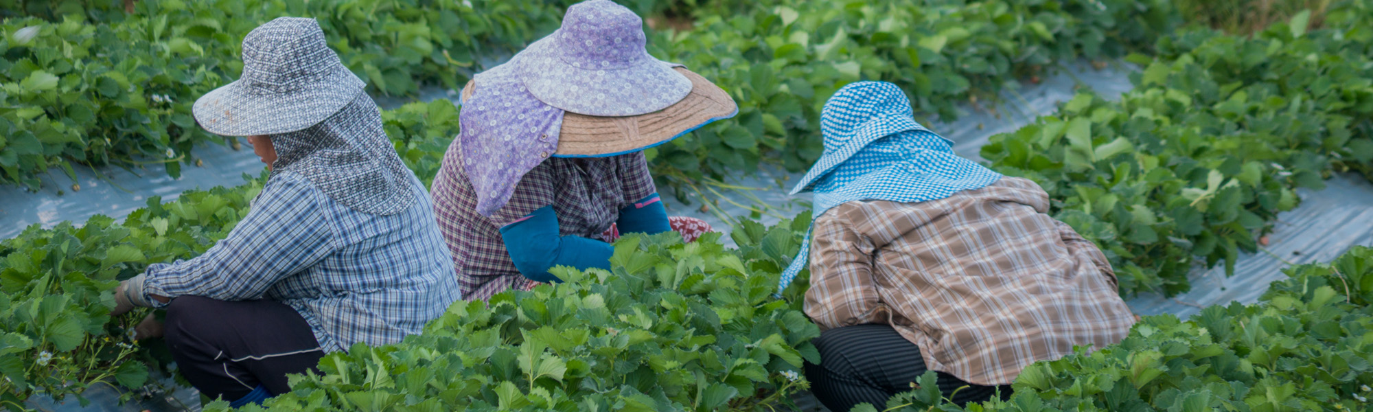 Workers working in strawberry field